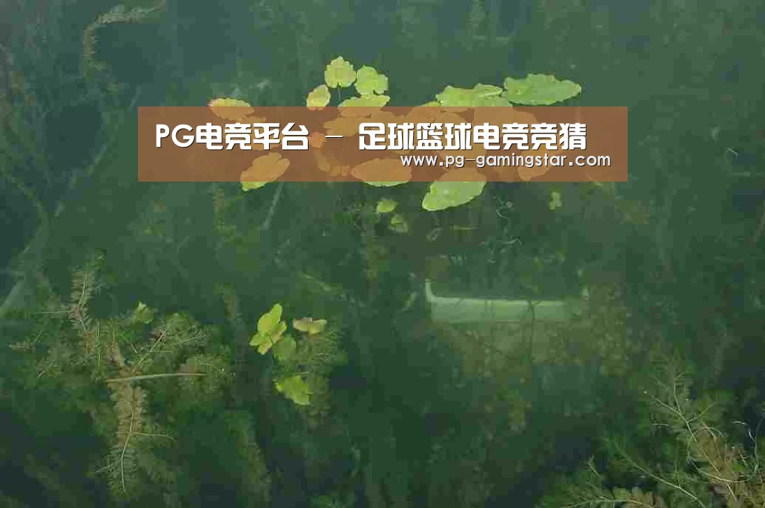 案例展示三
